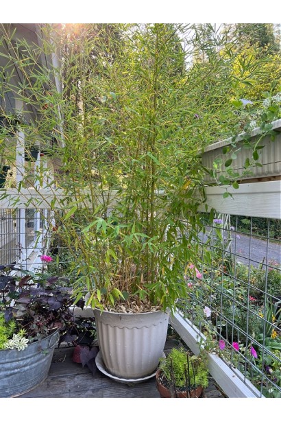 Бамбук Филлостахис Бисетти на террасе